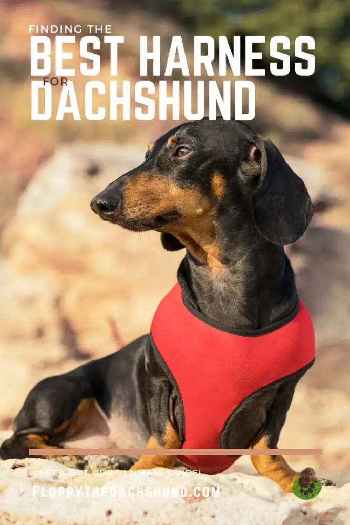 Finding The Best Harness For Dachshund