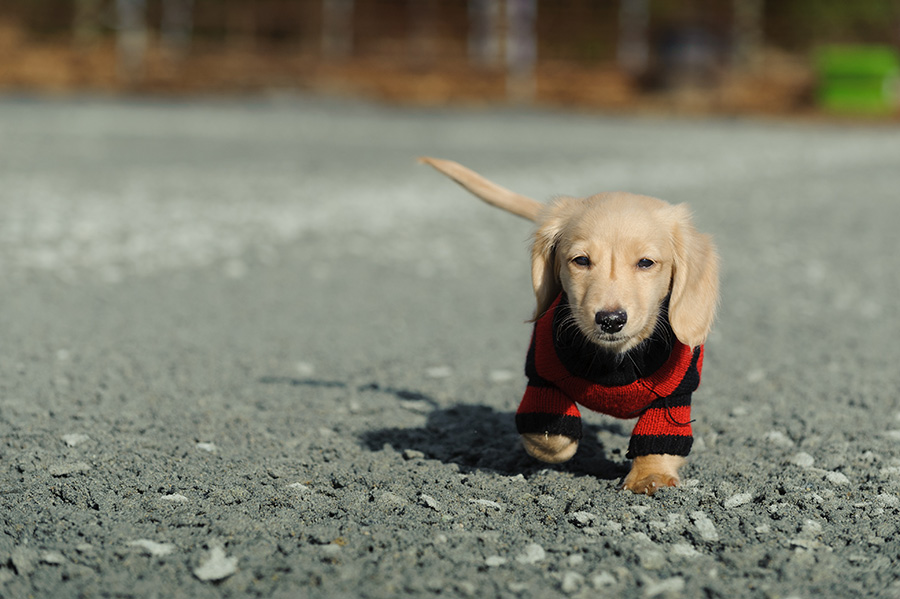 Finding The Right Dachshund For Yourself