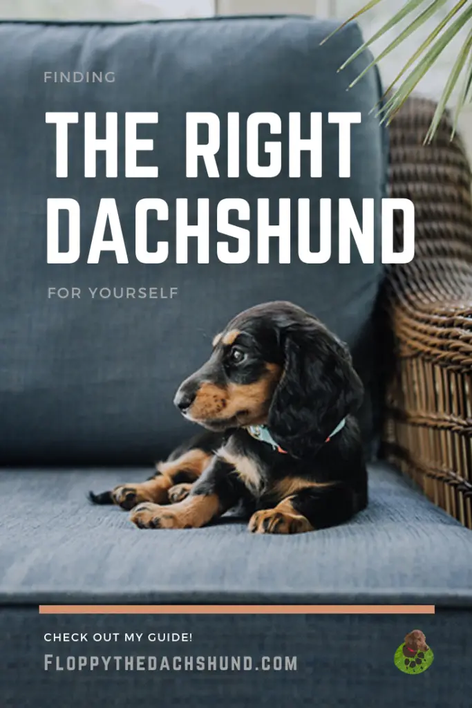 Finding The Right Dachshund For Yourself