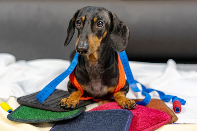 Finding the Right Clothes for Your Dachshund