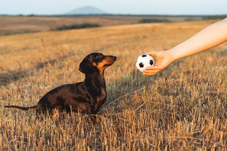 Games That You Can Play With Your Dachshund - Floppy The Dachshund