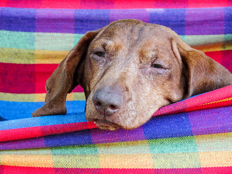 How To Take Care Of A Dachshund And Protect Them From Illnesses And Diseases