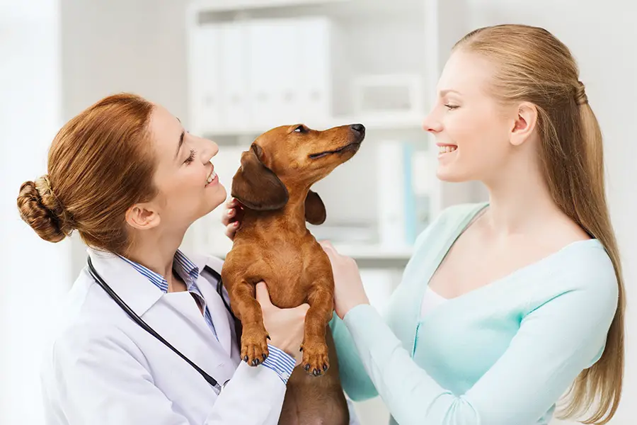 How To Take Care Of A Dachshund And Protect Them From Illnesses And ...