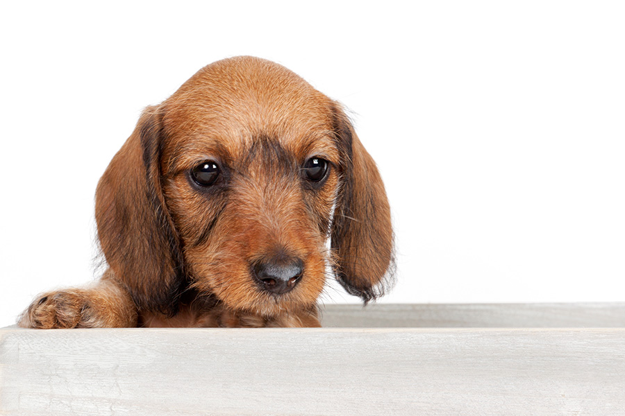 Recognize The Early Signs That Suggest Your Dachshund S Oncoming Demise Floppy The Dachshund