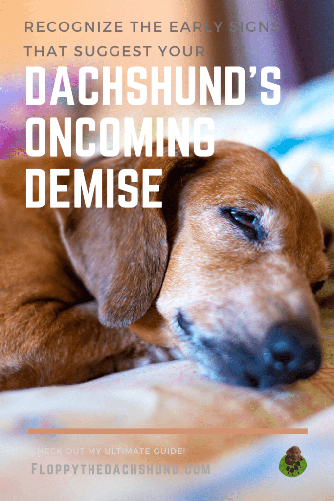 Recognize The Early Signs That Suggest Your Dachshund S Oncoming Demise Floppy The Dachshund