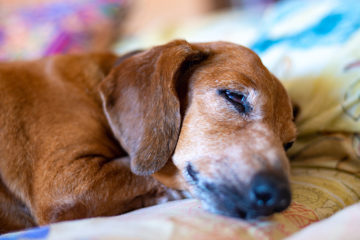 Recognize The Early Signs That Suggest Your Dachshund's Oncoming Demise