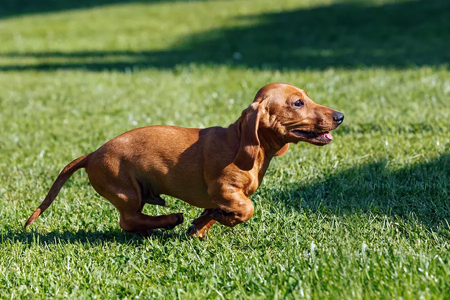 dachshund in heat behavior
