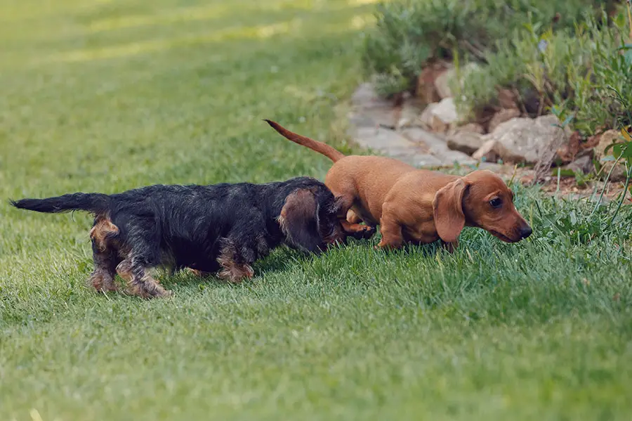 dachshund in heat behavior