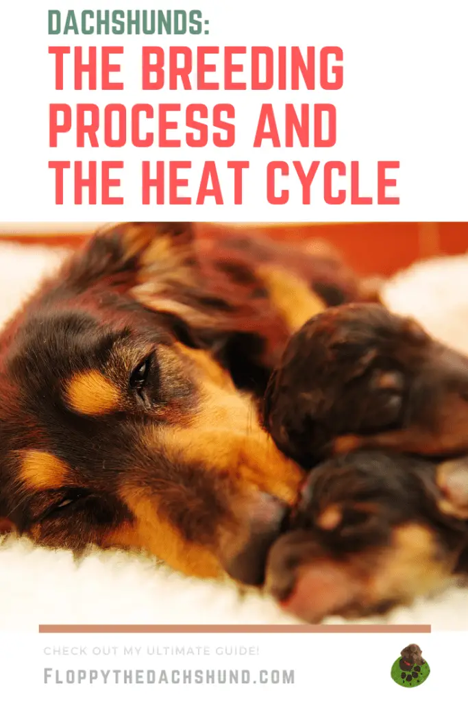 dachshund in heat behavior