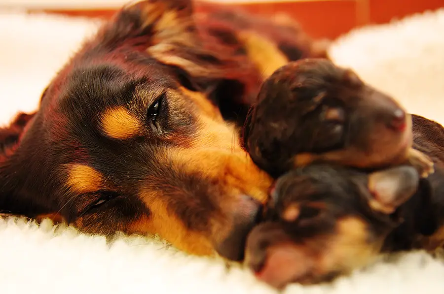 The Breeding Process And The Heat Cycle Of Dachshunds Floppy The Dachshund