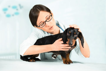 The Most Important Thing To Know About A Dachshund's Health