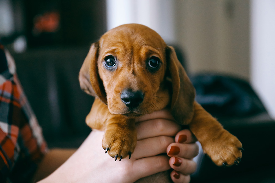 Tips For Dachshund Owner