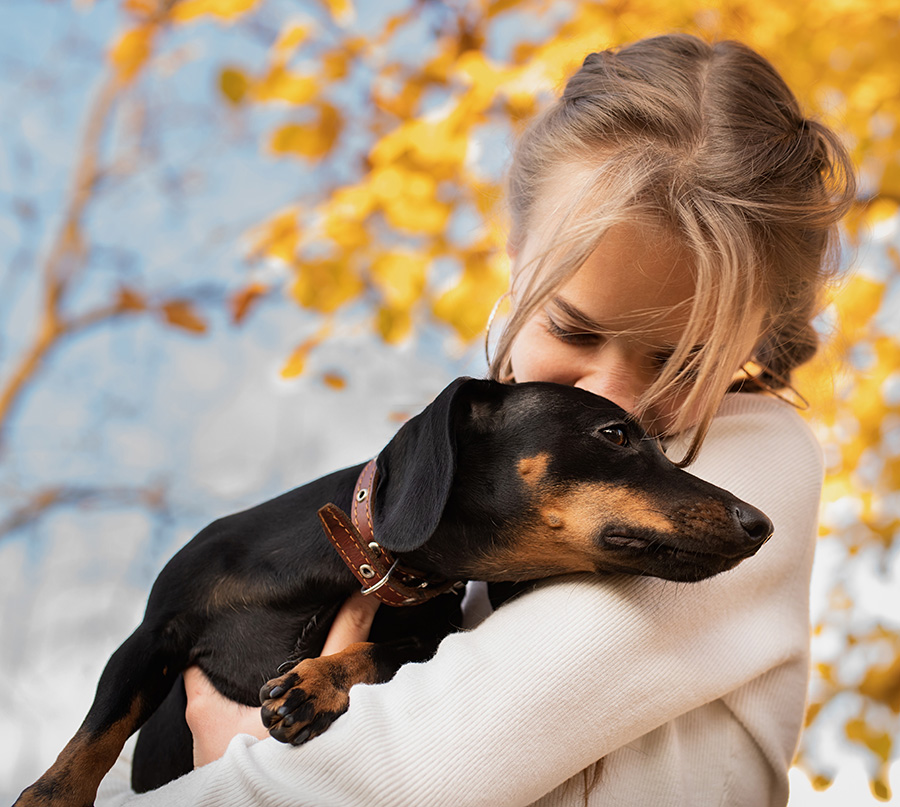 Tips For Dachshund Owner