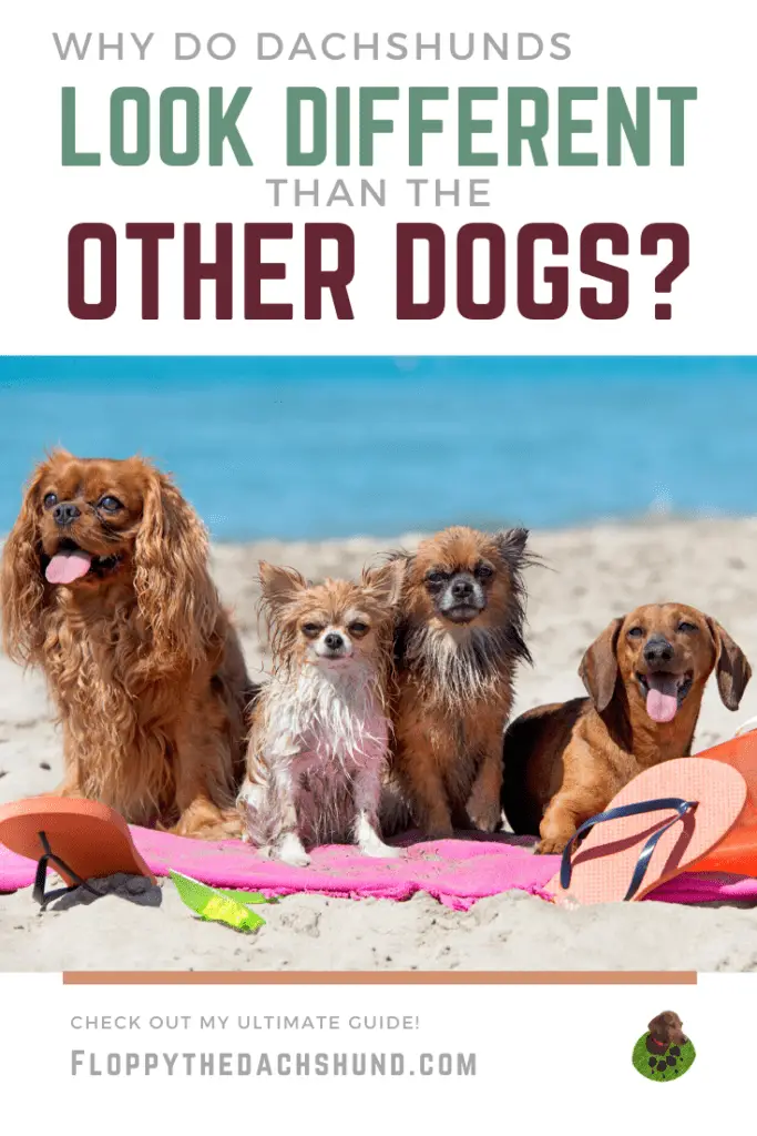 Why Do Dachshunds Look Different Than Other Dogs?