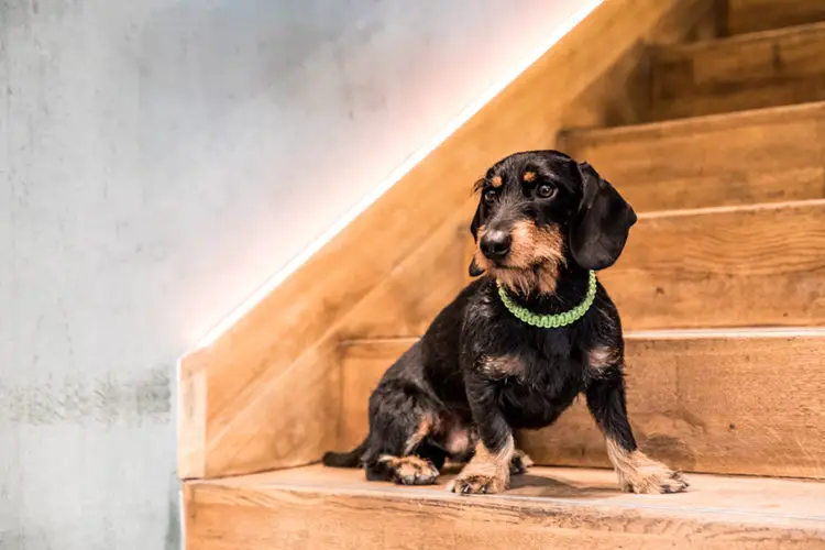 are stairs bad for dachshunds