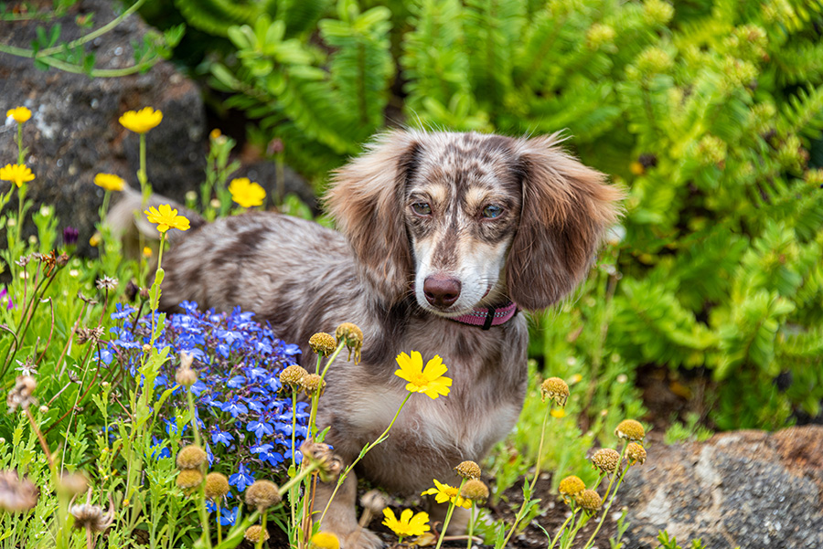 Are Dapple Dachshunds Purebred?