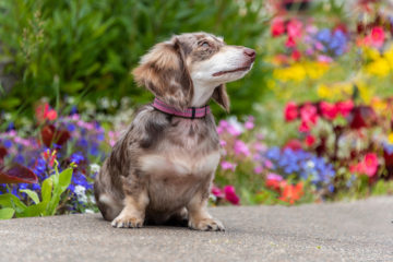 Are Dapple Dachshunds Purebred?