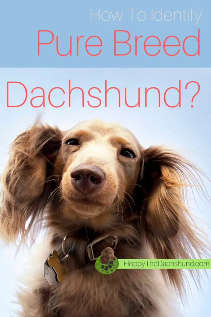 How To Identify A Pure Breed Dachshund?