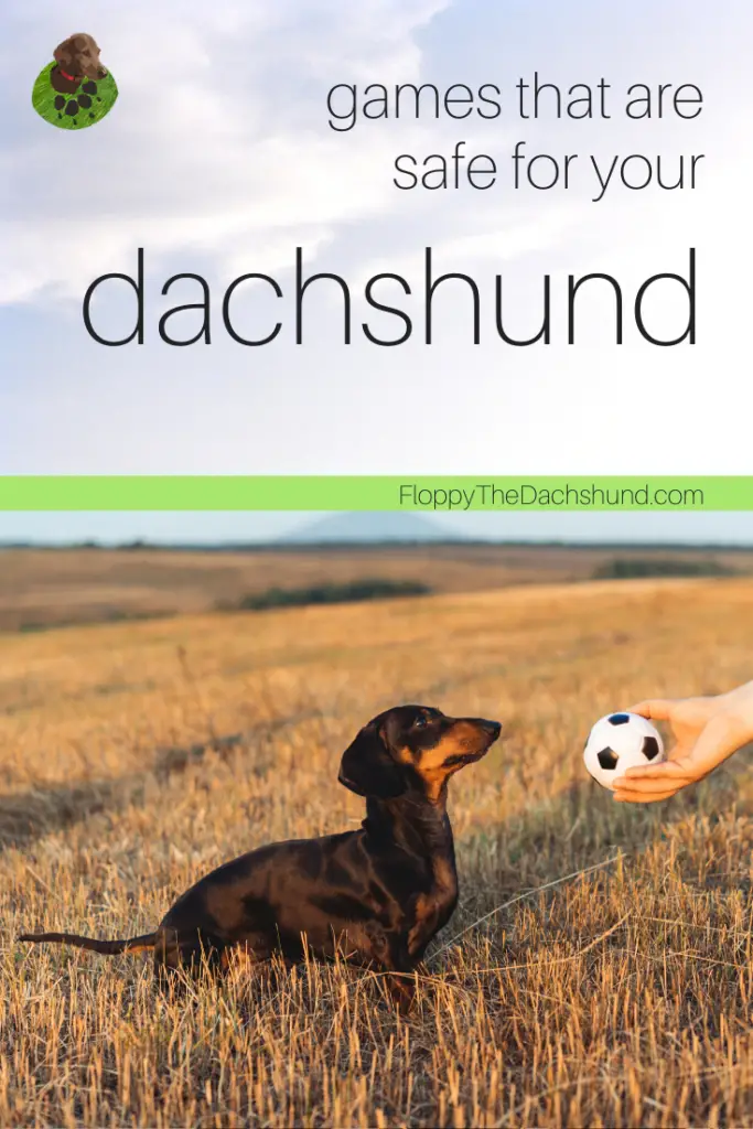 Games that are safe for your dachshund