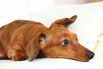 Can Dachshund Adapt To Environmental Changes?