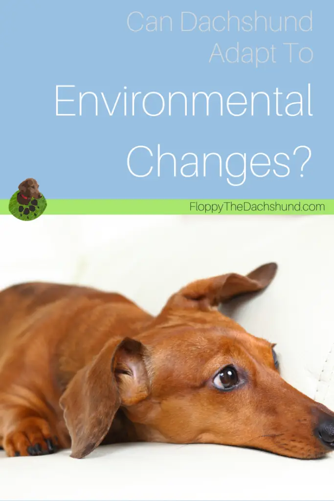 Can Dachshund Adapt To Environmental Changes?