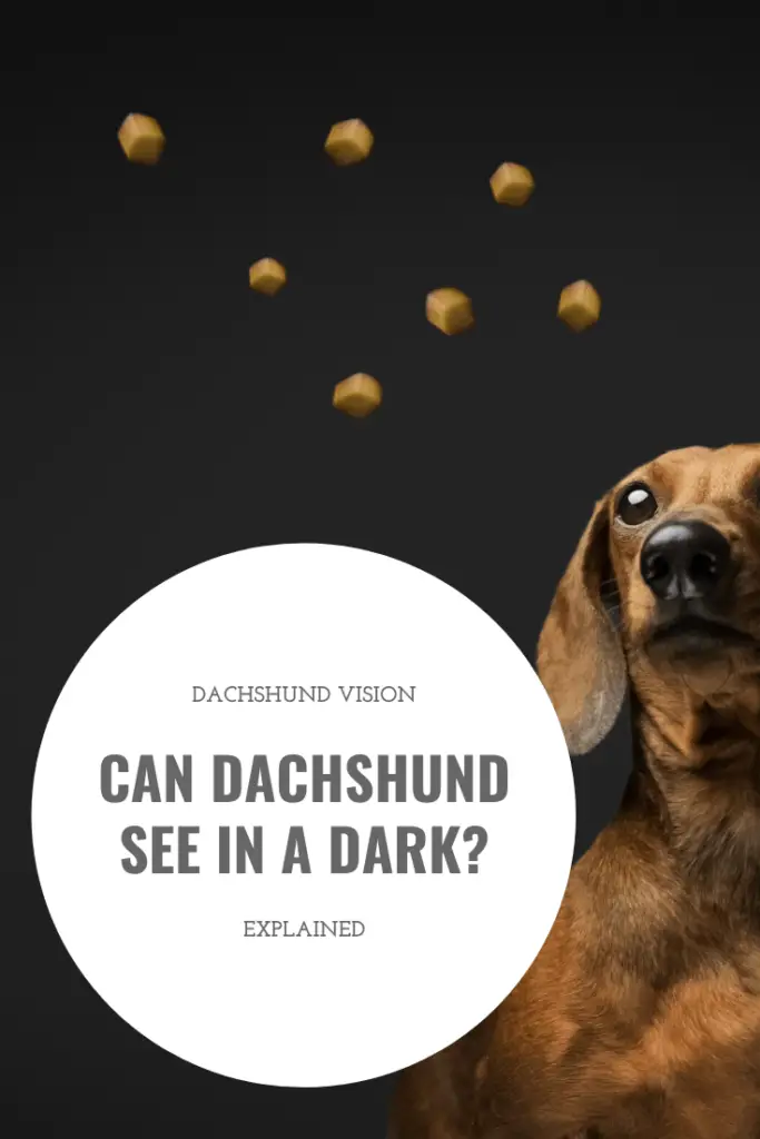 Can Dachshund See In A Dark?