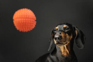 Can Dachshund See In The Dark?