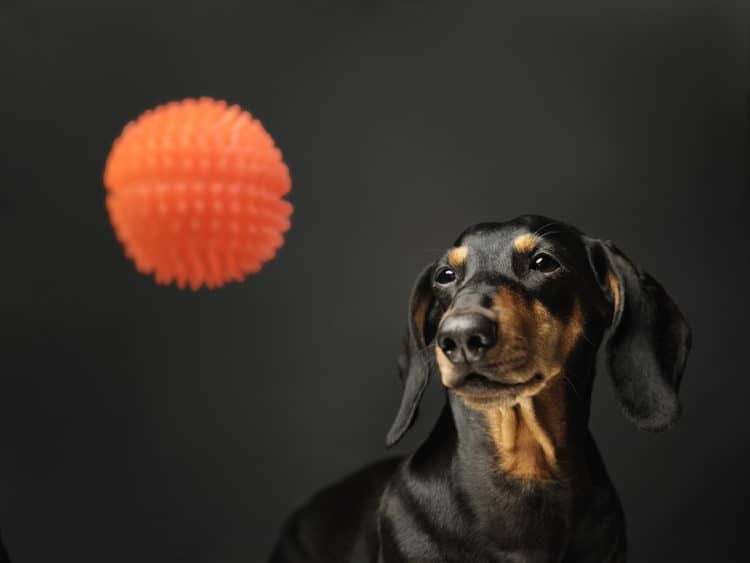 Can Dachshund See In The Dark?