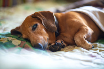 Can Dachshunds Sense Their Own Death?