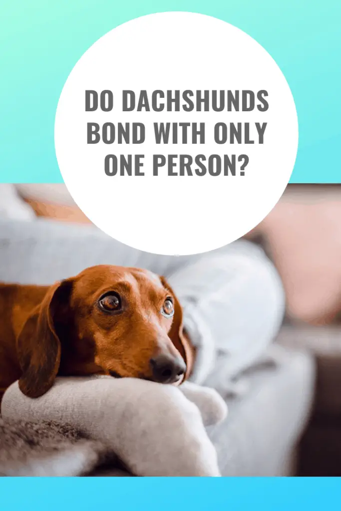 Do Dachshund Bonds With Only One Person?