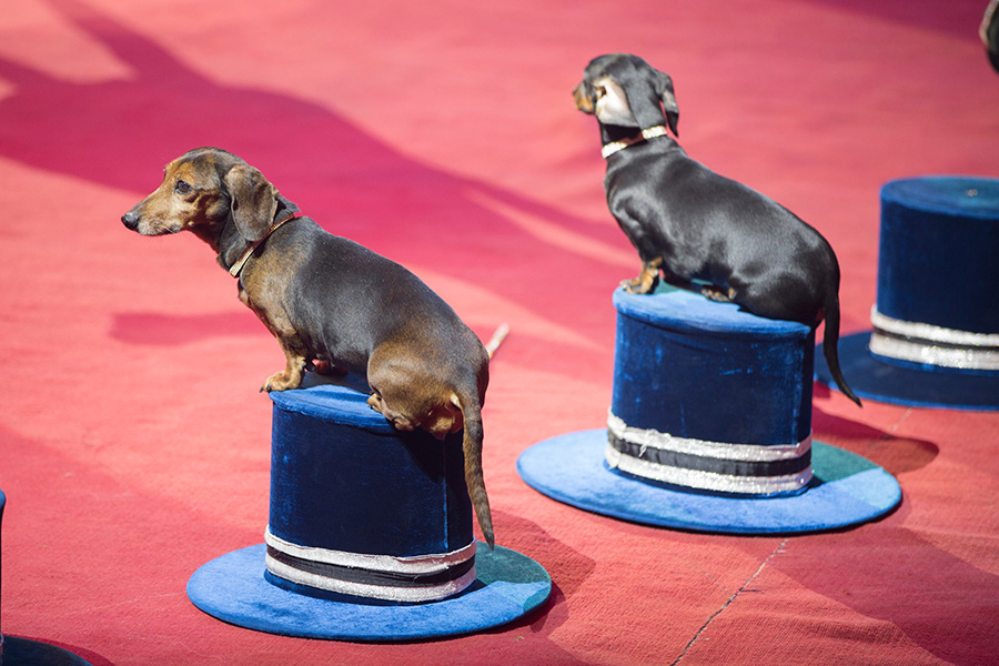 Dachshund Temperament and Personality- Are They Easy To Train?