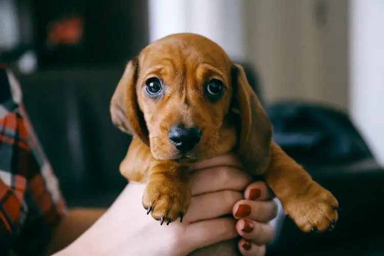 breed apart dachshund