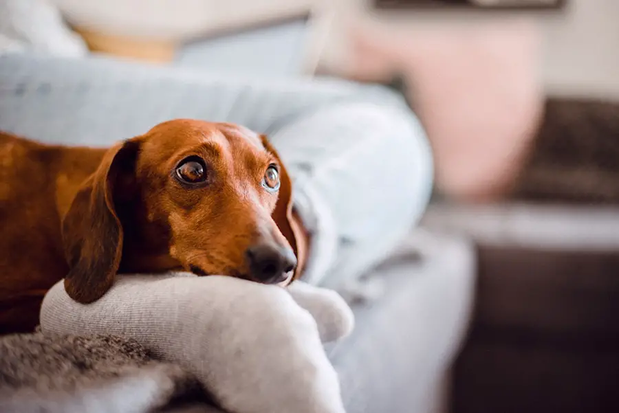 Do Dachshunds Bond With One Person Only? - Floppy The Dachshund