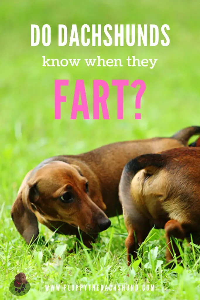 is it normal for a puppy to fart a lot