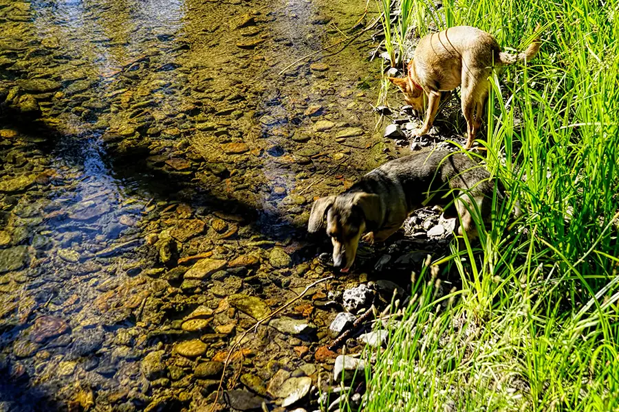 Do Dachshunds Like Water?