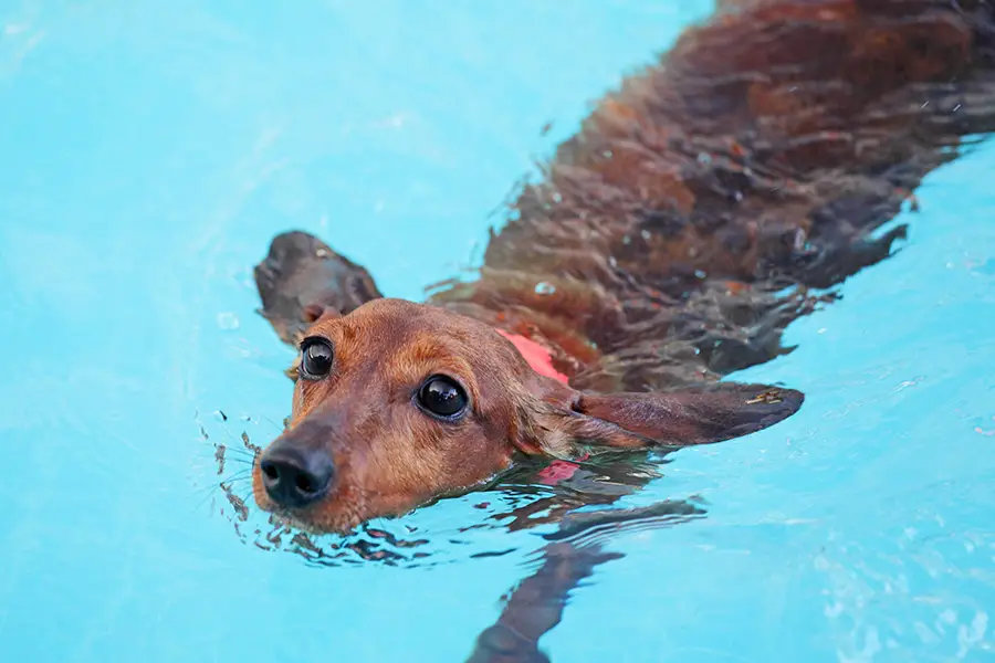 Do Dachshunds Like Water? - Floppy The 