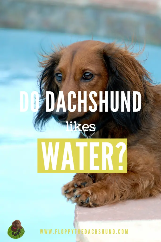 Do Dachshunds Like Water?