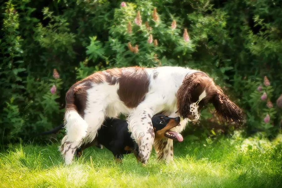 Do Dachshunds Play Well With Other Dachshunds Only?