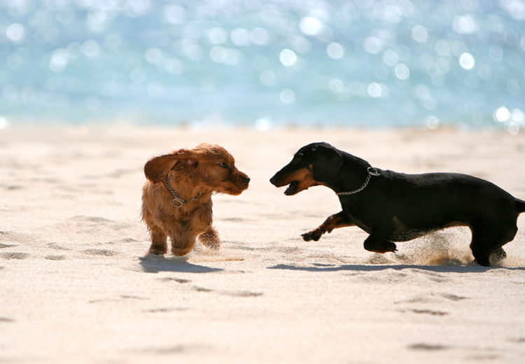 Do Dachshunds Prefer Other Dachshunds?