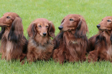 Do Dachshunds Shed Bad?