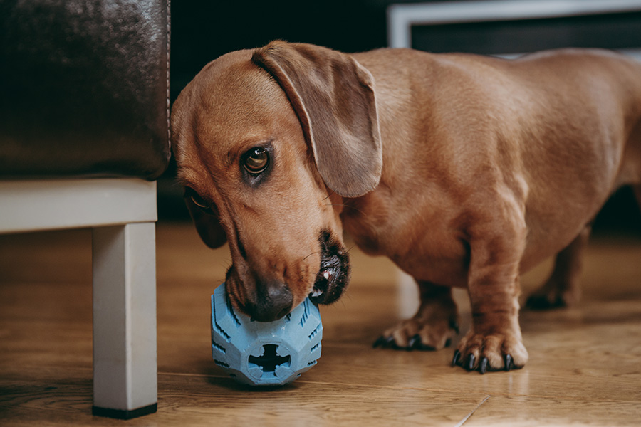 Easy Steps to Make Your Dachshund Behave