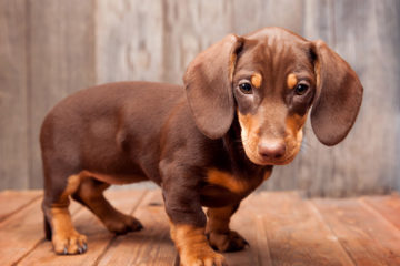 Easy Steps to Make Your Dachshund Behave
