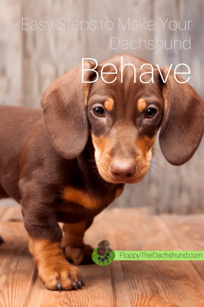 Easy Steps to Make Your Dachshund Behave