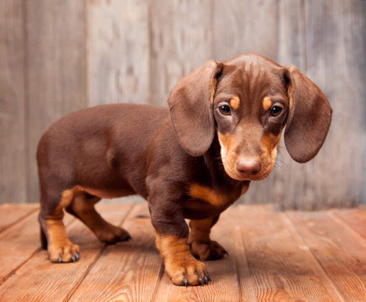 steps for dachshunds
