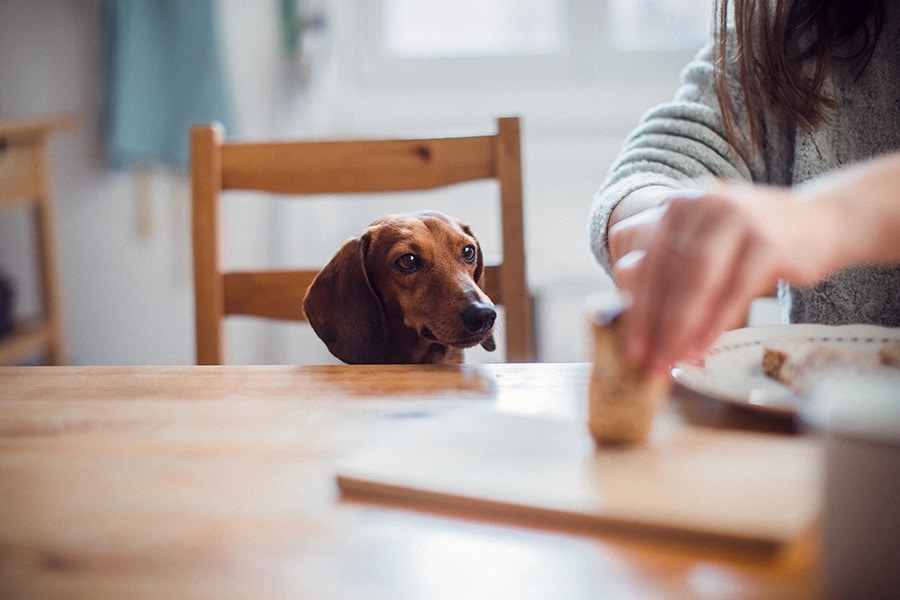 Feeding The Dog With You