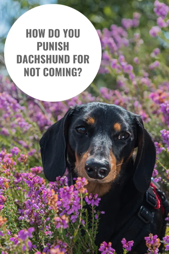 How Do You Punish Dachshund For Not Coming?