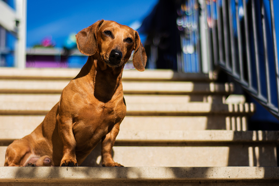How Do You Tell If Your Dog Respects You?