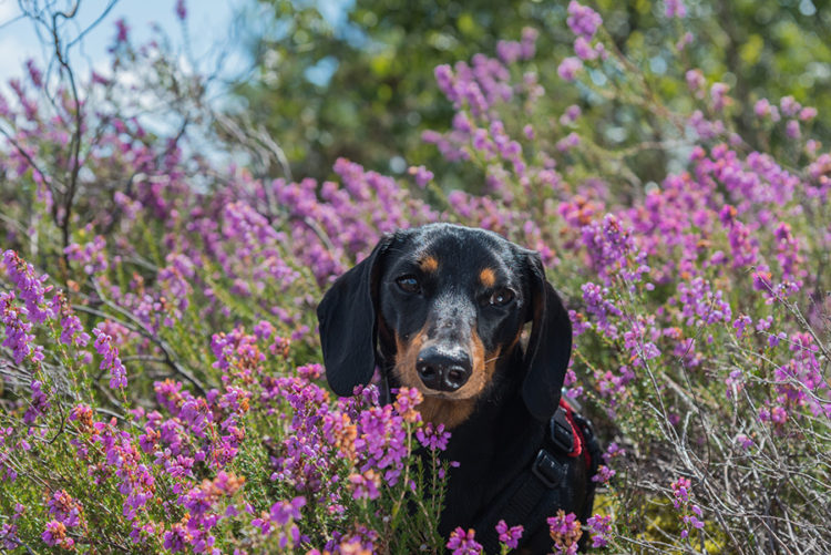 How Do you Punish a Dog for Not Coming?