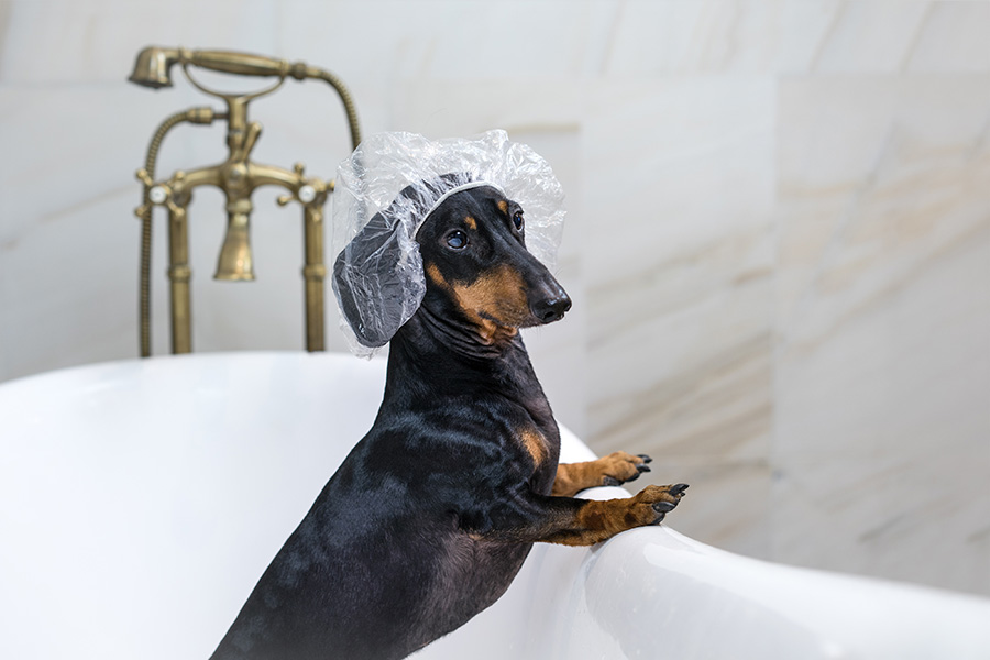 How Often Should Dachshunds Be Bathed?