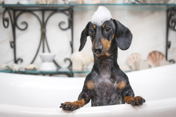 How Often Should Dachshunds Be Bathed?
